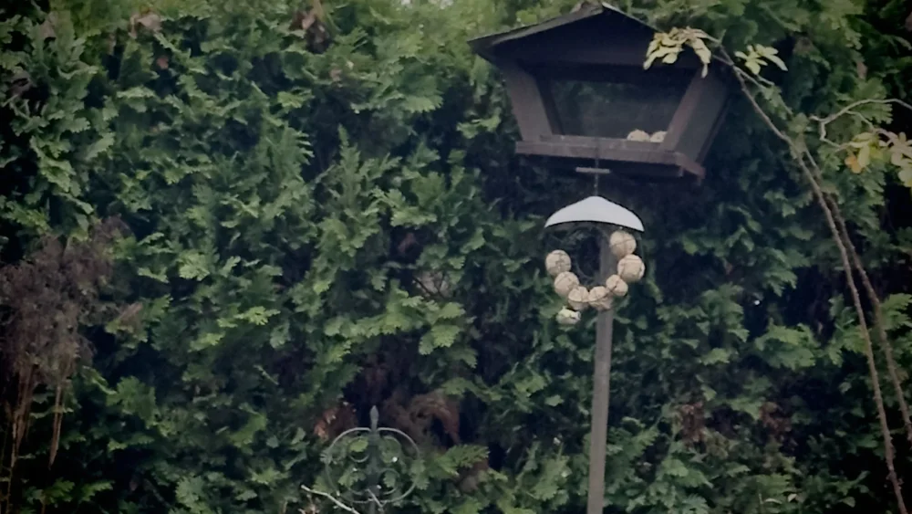 Vogelhaus mit Meisenknödeln vor dichter grüner Thujahecke. Ein kleiner Kranz aus Fettknödeln hängt unter dem Futterhaus. Gedämpfte, leicht neblige Atmosphäre – stille Gartenszene.
